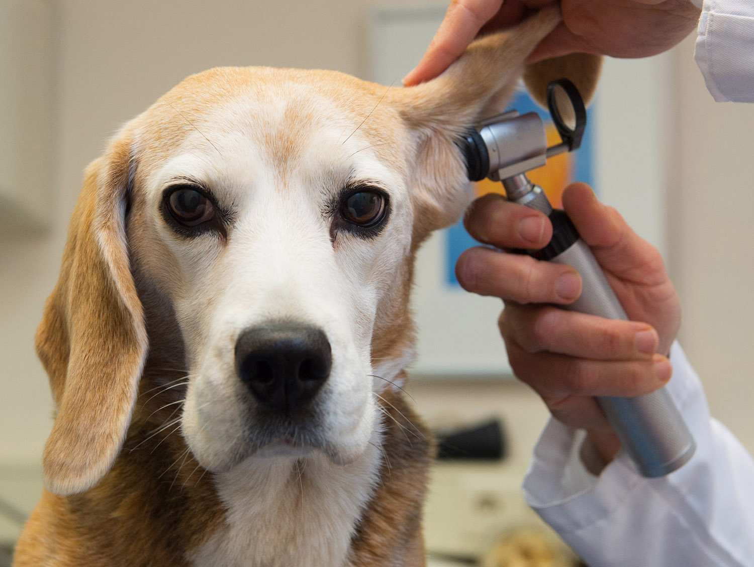 Beagle at the veterinarian
